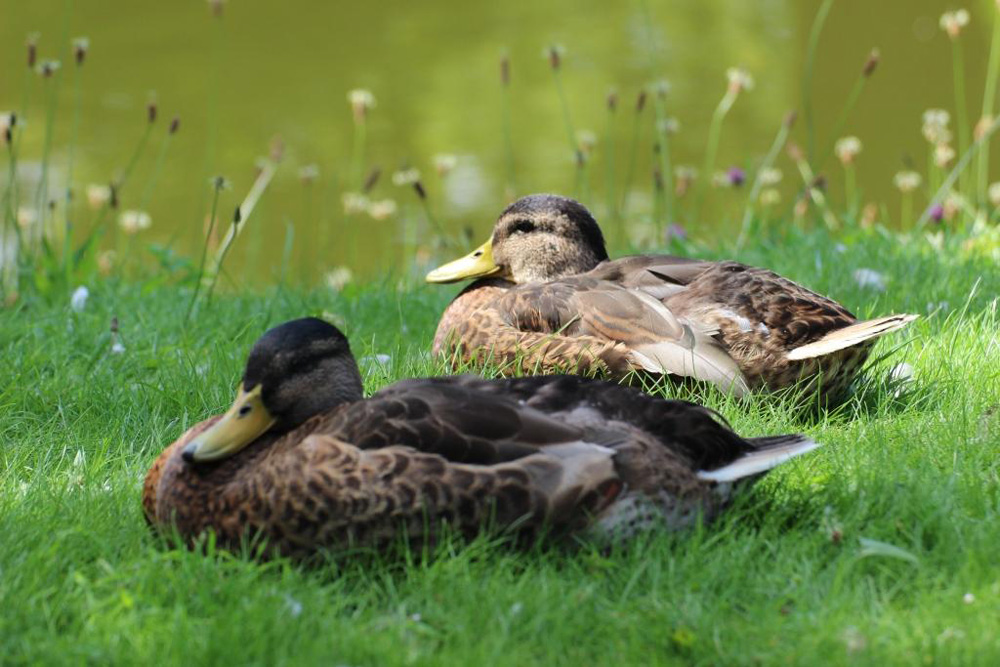 Mallard Ducks at Rest